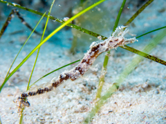 Amphelikturus dendriticus