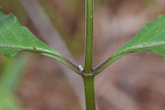 Asclepias variegata