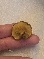Suillus americanus