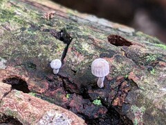 Mycena meliigena