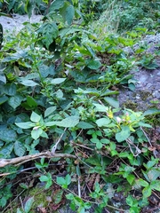Galeopsis