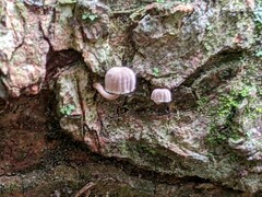 Mycena meliigena