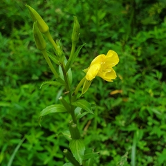 Oenothera biennis