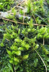 Aulacomnium palustre