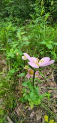 Sabatia angularis