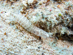 Pseudosquilla ciliata