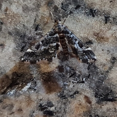 Diasemiopsis ramburialis