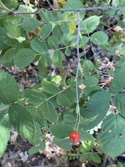 Rosa californica