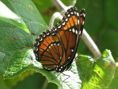 Limenitis archippus floridensis