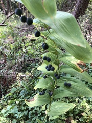 Polygonatum biflorum