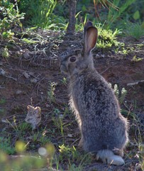 Lepus comus