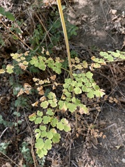 Thalictrum fendleri