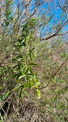 Passiflora caerulea