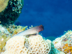 Ophioblennius macclurei