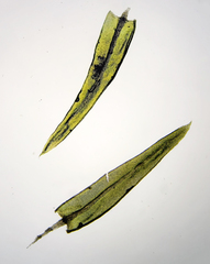 Aulacomnium palustre