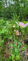 Sabatia angularis