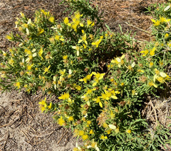 Ericameria suffruticosa