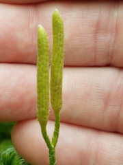 Lycopodium clavatum