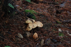Russula fragrantissima