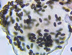 Coprinopsis stercorea