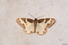 Lomaspilis marginata
