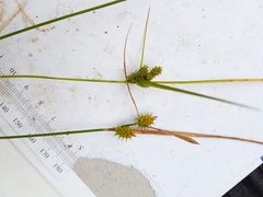 Carex cryptolepis