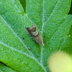 Grapholita delineana
