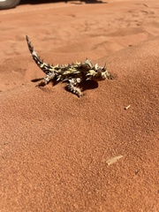 Moloch horridus