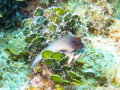 Ophioblennius macclurei