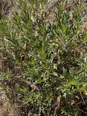 Eriodictyon trichocalyx