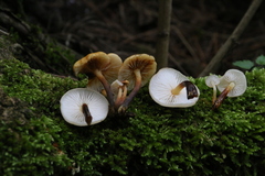Flammulina mexicana