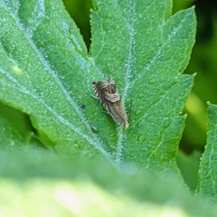 Grapholita delineana