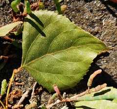 Populus nigra