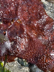 Chondracanthus exasperatus