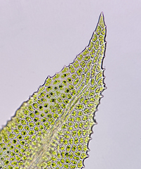 Aulacomnium palustre