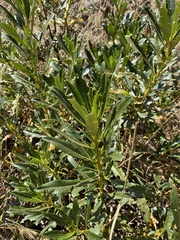 Eriodictyon trichocalyx