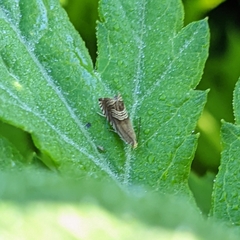 Grapholita delineana