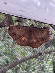 Hemeroblemma opigena