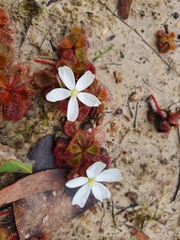 Drosera aberrans