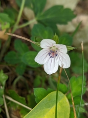 Geranium thunbergii