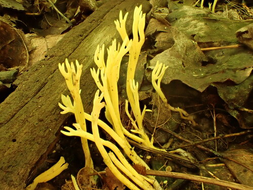 meadow coral fungus