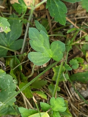 Geranium thunbergii
