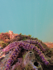 Coscinasterias tenuispina