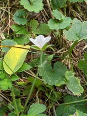 Geranium thunbergii