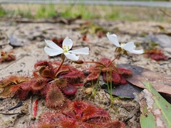 Drosera aberrans