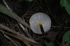 Flammulina mexicana
