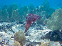 Sepioteuthis sepioidea