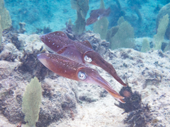 Sepioteuthis sepioidea