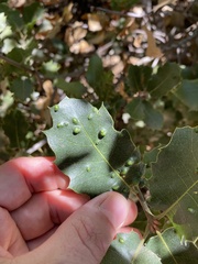 Aceria mackiei