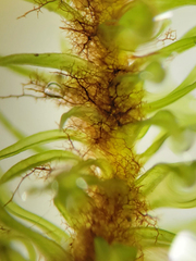 Aulacomnium palustre